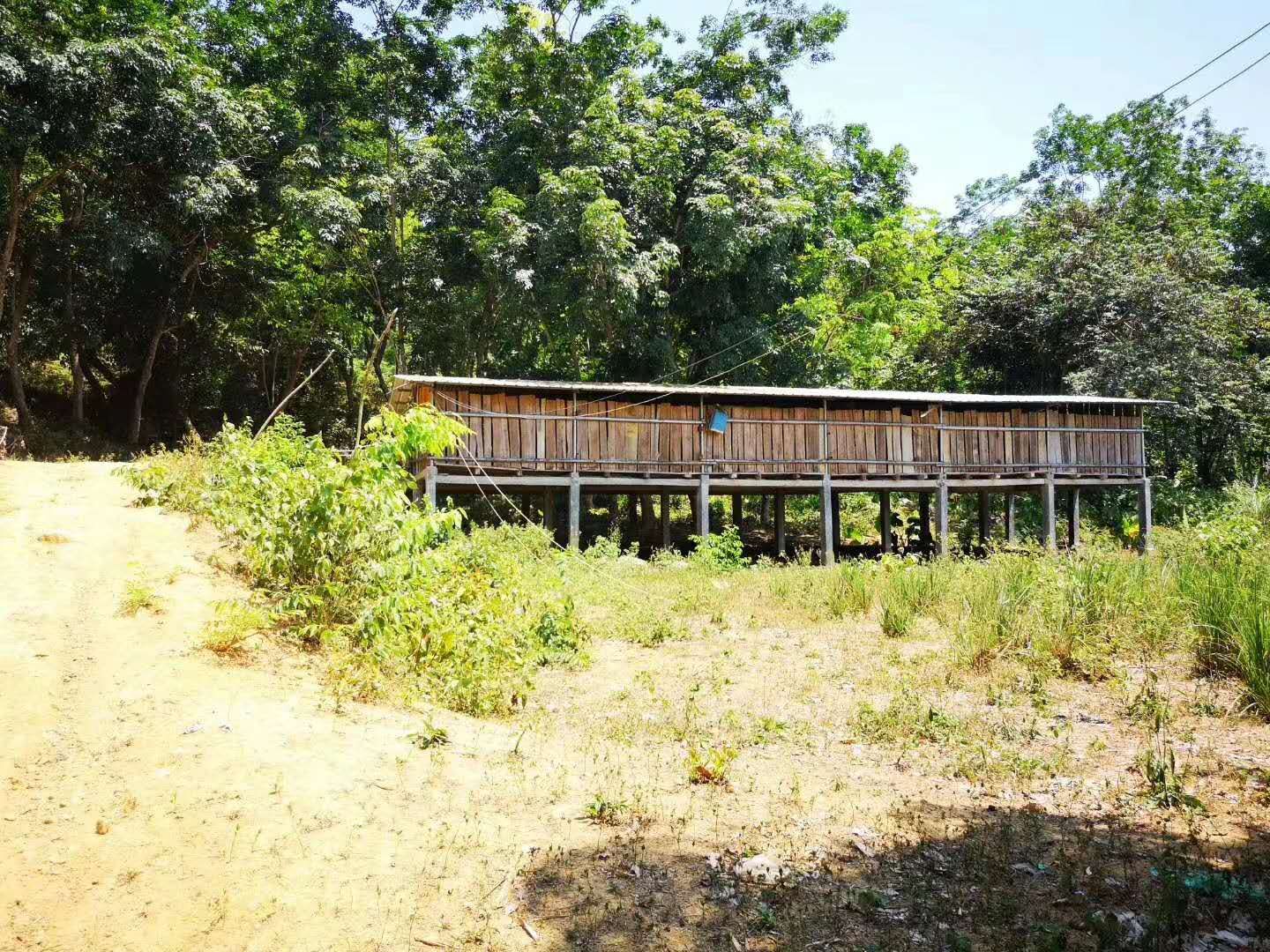 定安540亩园地 — 果园转让