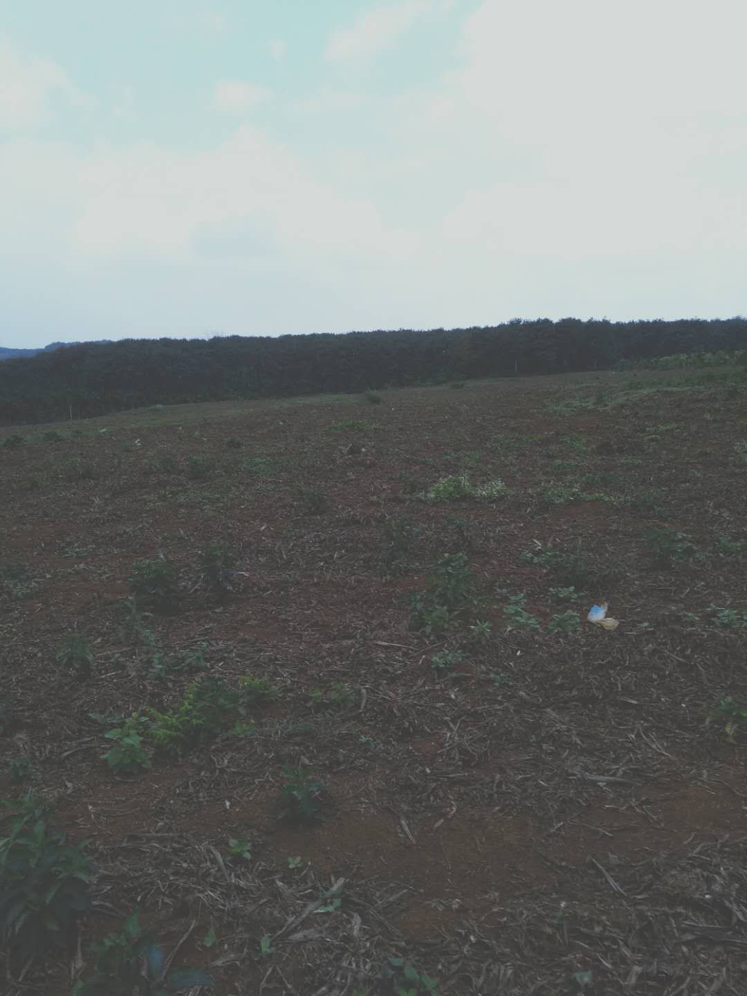 定安540亩园地 — 果园转让