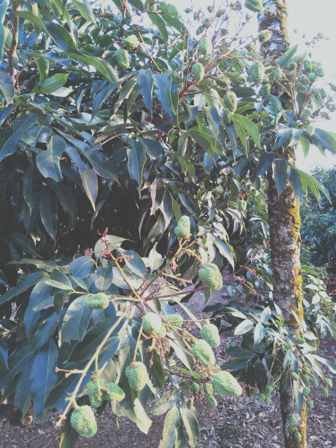 定安960亩园地 — 果园转让