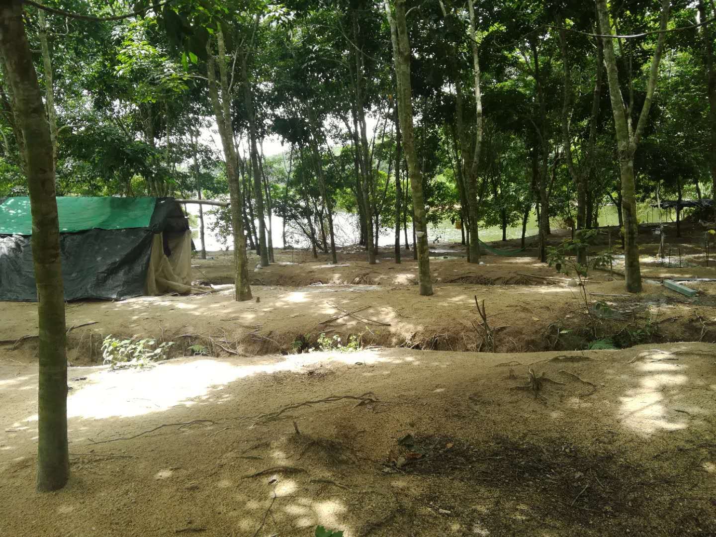 定安180亩园地 — 果园转让