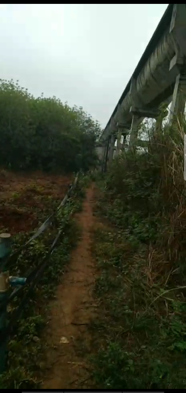 澄迈13亩园地 — 其他园地转让